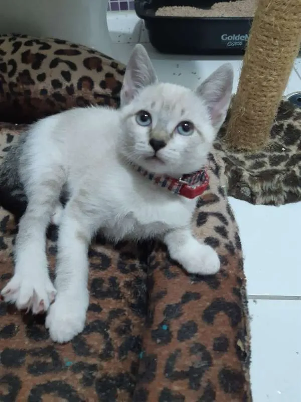 Gato ra a SRD idade 2 a 6 meses nome Tamborim