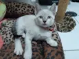 Tamborim