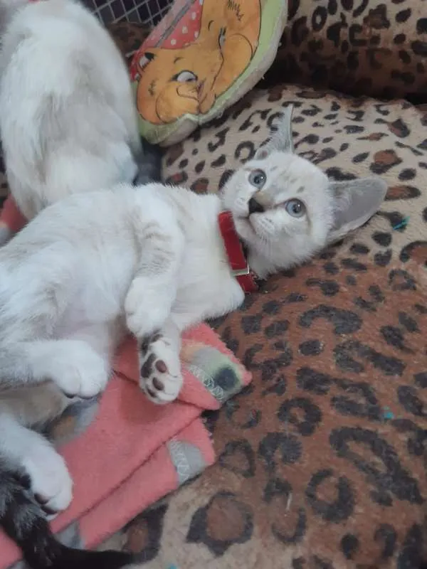 Gato ra a SRD idade 2 a 6 meses nome Tamborim