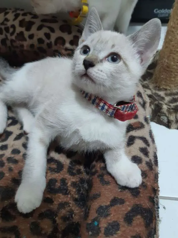Gato ra a SRD idade 2 a 6 meses nome Tamborim