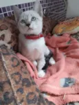 Tamborim