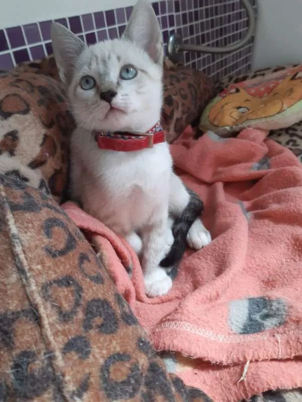 Gato ra a SRD idade 2 a 6 meses nome Tamborim