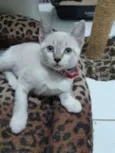 Tamborim