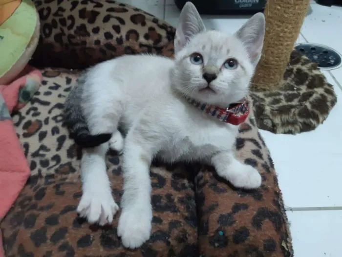 Gato ra a SRD idade 2 a 6 meses nome Tamborim