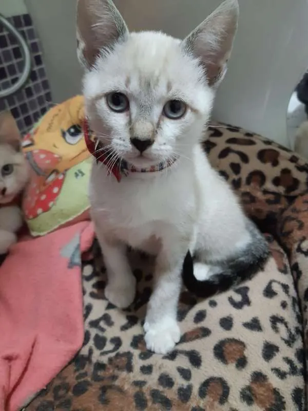 Gato ra a SRD idade 2 a 6 meses nome Tamborim