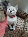 Tamborim