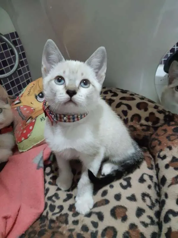 Gato ra a SRD idade 2 a 6 meses nome Tamborim