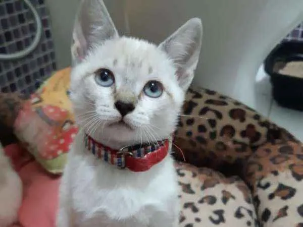 Gato ra a SRD idade 2 a 6 meses nome Tamborim