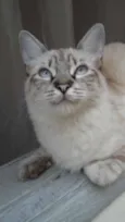 Amy