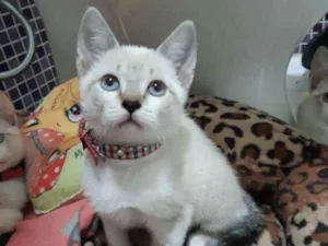 Gato raça SRD idade 2 a 6 meses nome Tamborim