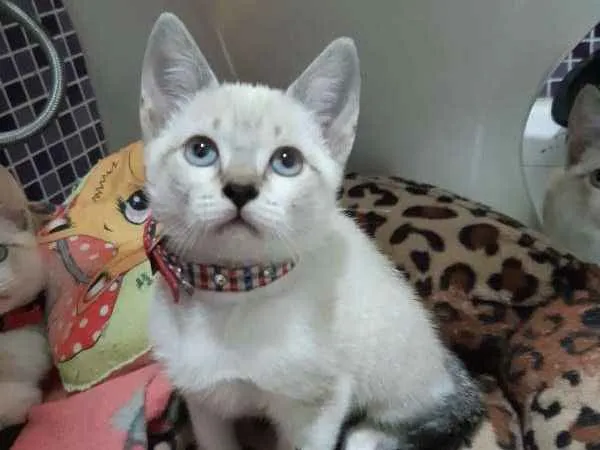 Gato ra a SRD idade 2 a 6 meses nome Tamborim