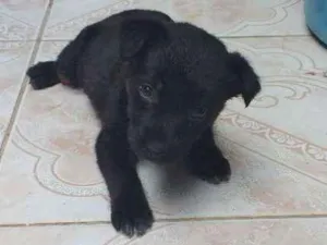 Cachorro raça Não definida idade Abaixo de 2 meses nome Ester