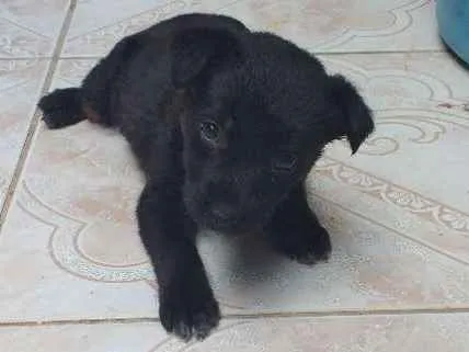 Cachorro ra a Não definida idade Abaixo de 2 meses nome Ester