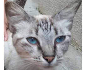 Gato raça Siamesa misturada idade 1 ano nome Zara