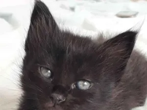 Gato raça não tem  idade Abaixo de 2 meses nome Mill