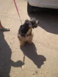 Neguinha