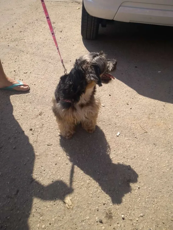 Cachorro ra a SRD idade 4 anos nome Neguinha