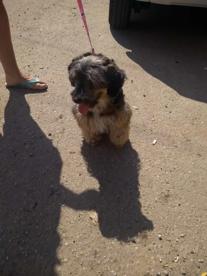 Cachorro ra a SRD idade 4 anos nome Neguinha