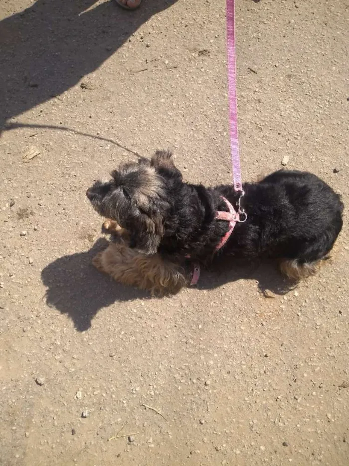 Cachorro ra a SRD idade 4 anos nome Neguinha