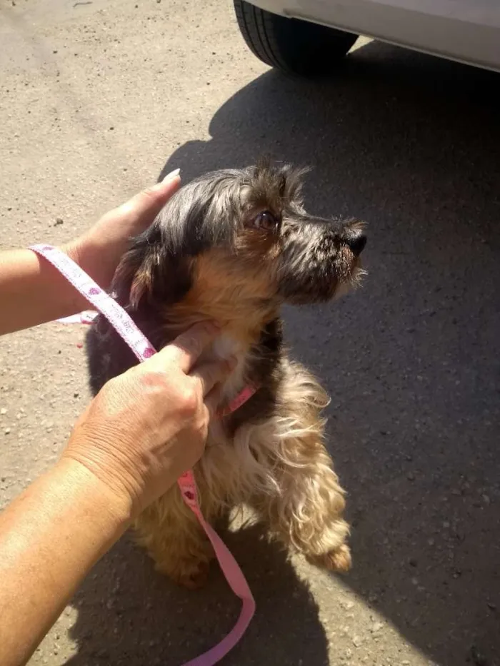 Cachorro ra a SRD idade 4 anos nome Neguinha