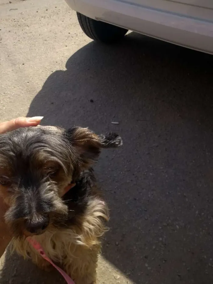 Cachorro ra a SRD idade 4 anos nome Neguinha