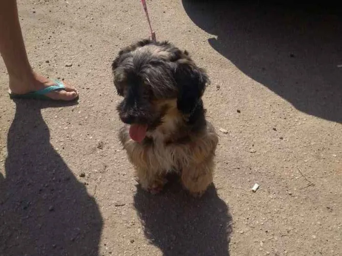 Cachorro ra a SRD idade 4 anos nome Neguinha