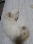 Catarina