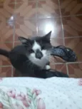Docinho