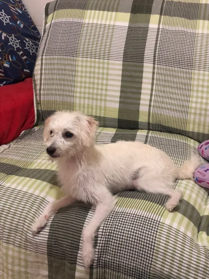 Cachorro raça Raça indefinida  idade 1 ano nome Pipoka