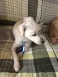 Pipoka
