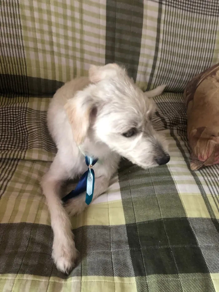 Cachorro raça Raça indefinida  idade 1 ano nome Pipoka