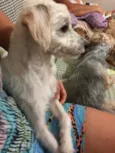 Pipoka