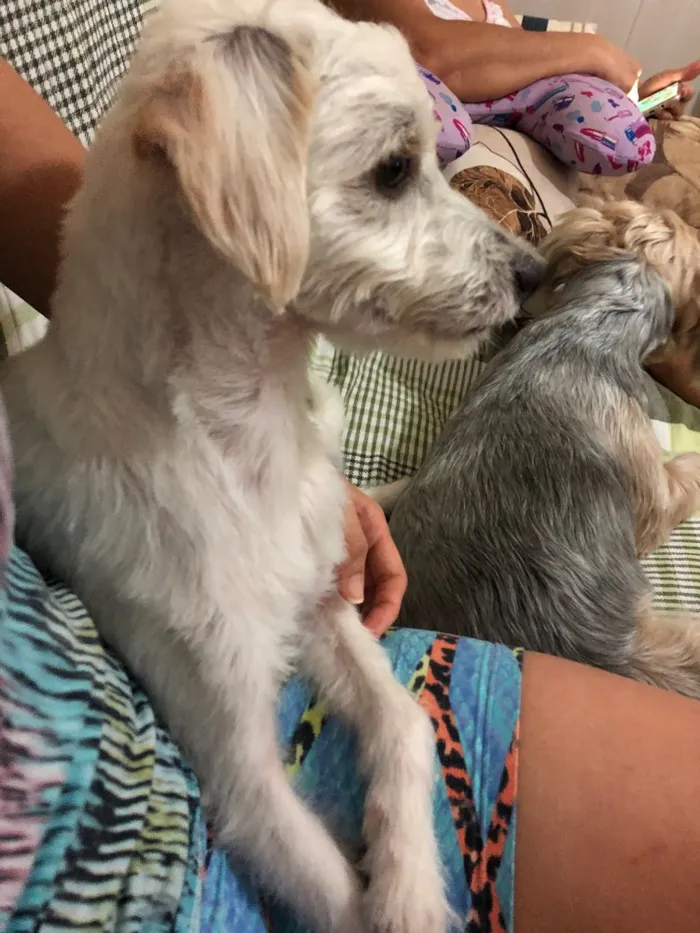 Cachorro raça Raça indefinida  idade 1 ano nome Pipoka
