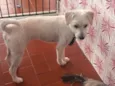Pipoka
