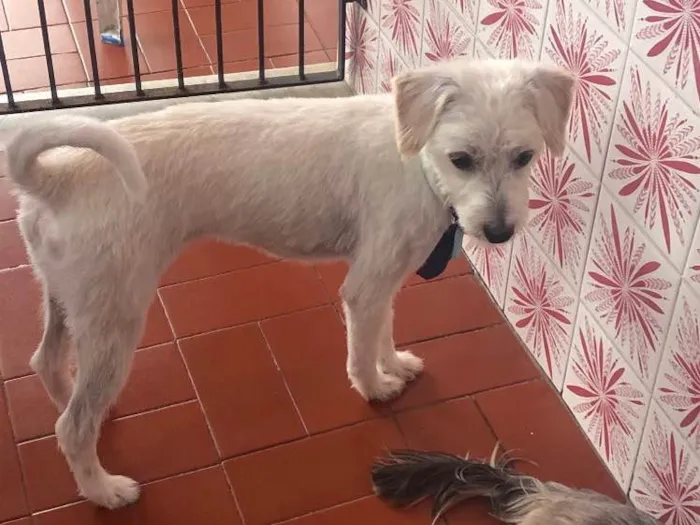 Cachorro raça Raça indefinida  idade 1 ano nome Pipoka