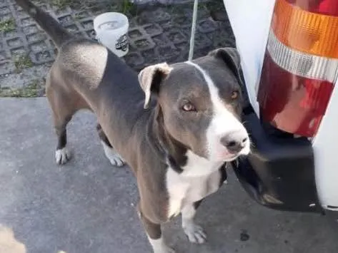 Cachorro ra a  idade  nome ***