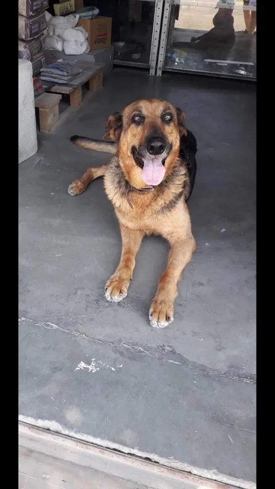 Cachorro ra a Chowchow  e pastor alemão idade 1 ano nome Julie e laika 