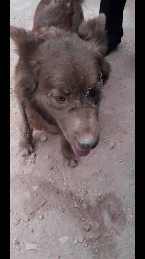 Cachorro ra a Chowchow  e pastor alemão idade 1 ano nome Julie e laika 