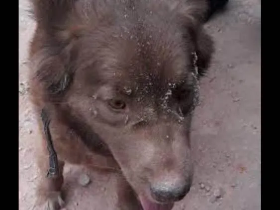 Cachorro ra a Chowchow  e pastor alemão idade 1 ano nome Julie e laika 