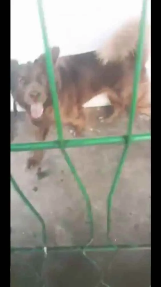 Cachorro ra a Chowchow  e pastor alemão idade 1 ano nome Julie e laika 