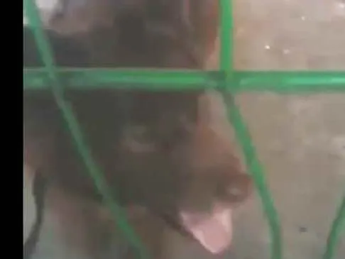 Cachorro ra a Chowchow  e pastor alemão idade 1 ano nome Julie e laika 