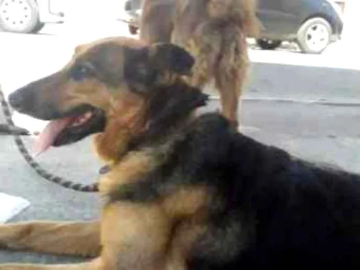 Cachorro ra a Chowchow  e pastor alemão idade 1 ano nome Julie e laika 