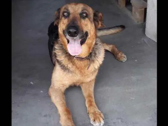 Cachorro ra a Chowchow  e pastor alemão idade 1 ano nome Julie e laika 