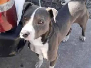 Cachorro raça  idade  nome ***