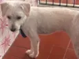 Pipoka
