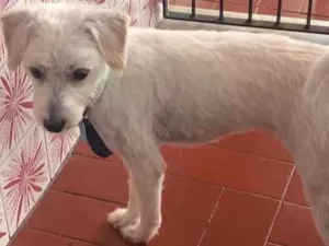 Cachorro raça Raça indefinida  idade 1 ano nome Pipoka