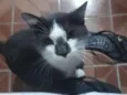 Docinho