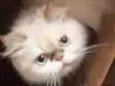 Catarina