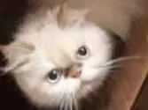 Cachorro ra a Persa idade 3 anos nome Catarina