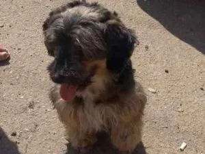 Cachorro raça SRD idade 4 anos nome Neguinha